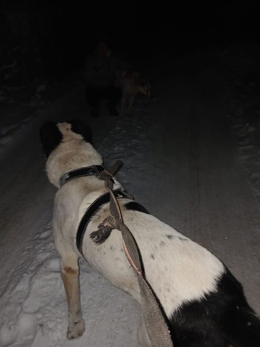 Продам алабая боец