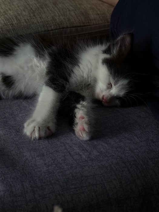 Котенок ищет дом