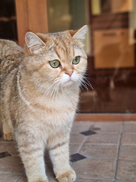 Золотая шиншила 1 годик 3 месяц