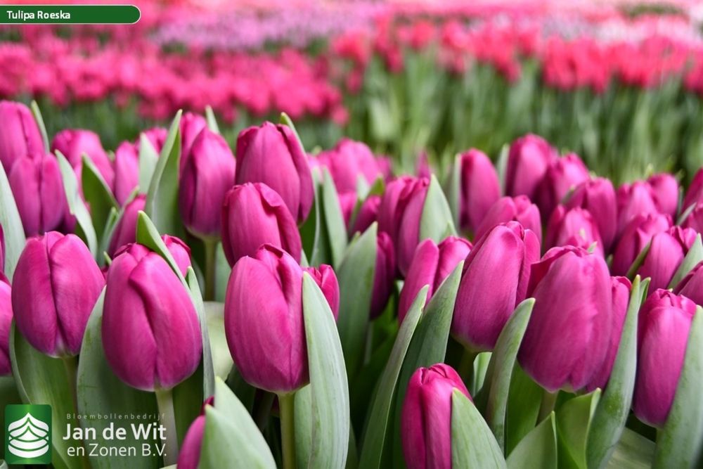 Голландские тюльпаны Оптом