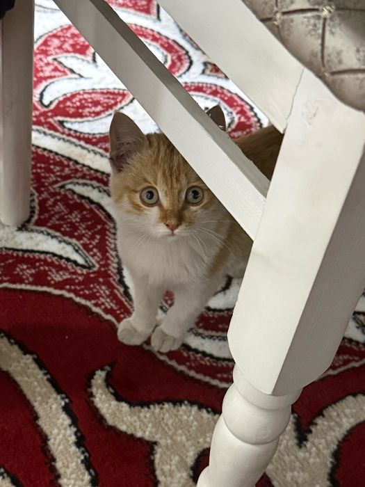 Котенок рыжий мальчик 3 месяца
