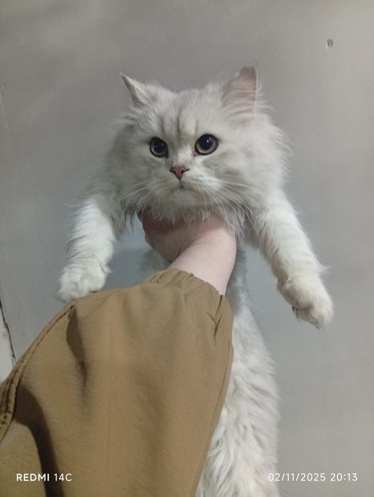 Avtobusda yubka ostida jinsiy aloqa