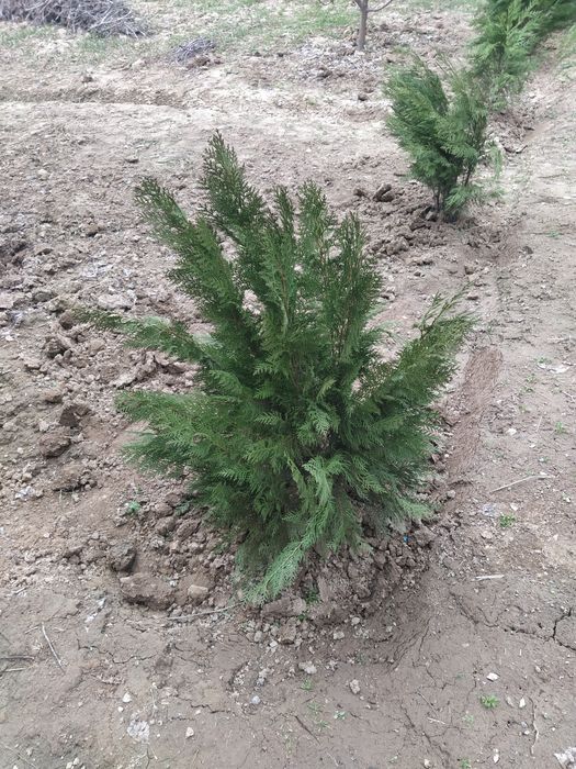 Archa, past boʻyli kichik hajmli gʻarb tuyasi