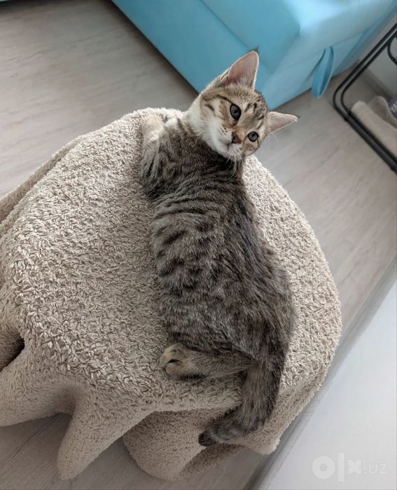 Отдаю кота в хорошие руки