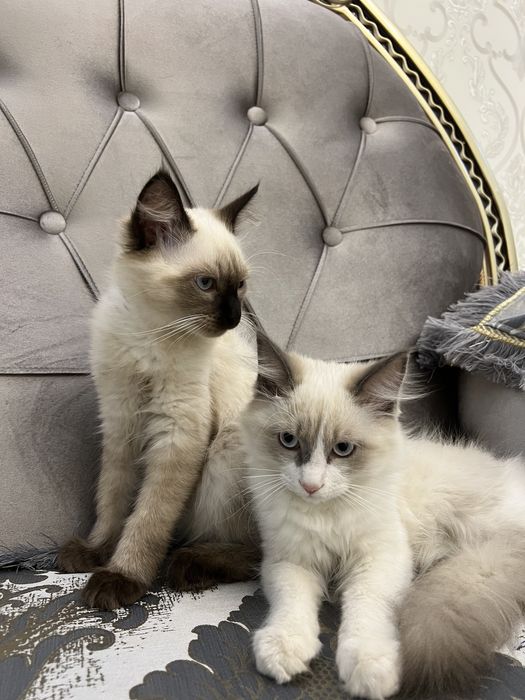 Chechen qizlari jinsiy aloqa