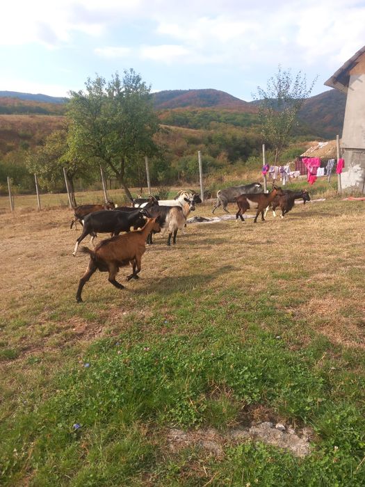 Vand capre 11 capre un țap si o iada