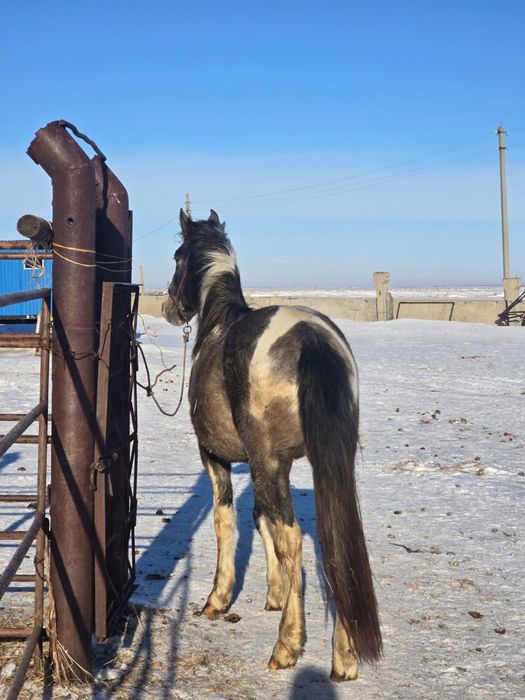 Айғыр сатамын 3 жасар