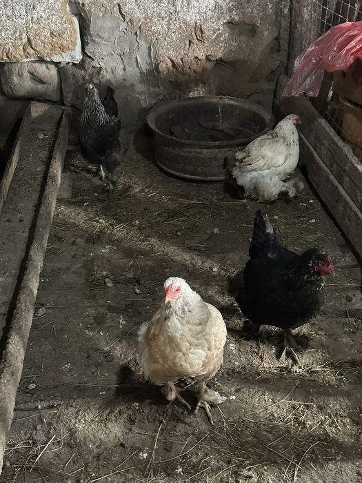 Продам курей брама