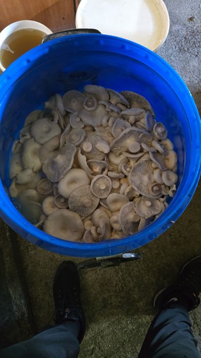 Продам грузди оптом