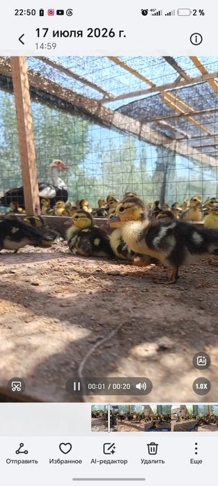 Индиутка жужаси сотилади