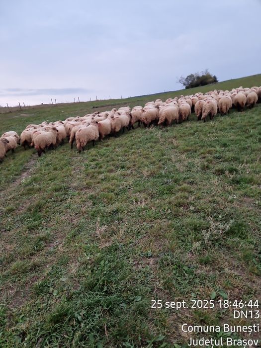 Vând oi tinere de reproducție