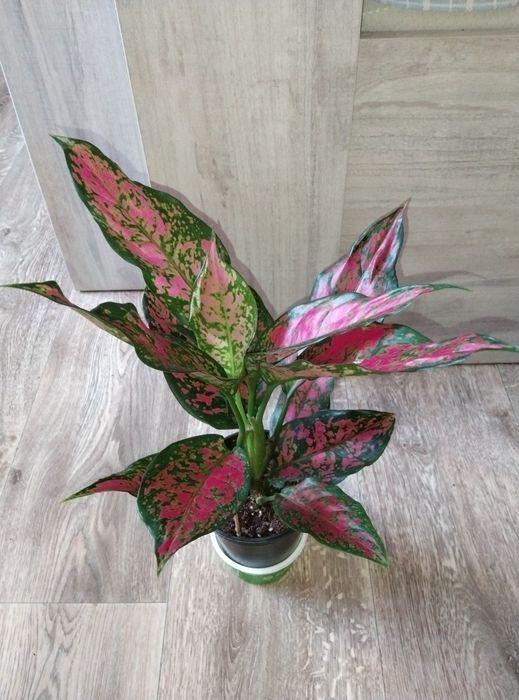 Комнатные растения