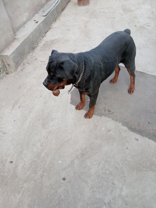 Продам щенков, ротвейлер мальчики и  девочки