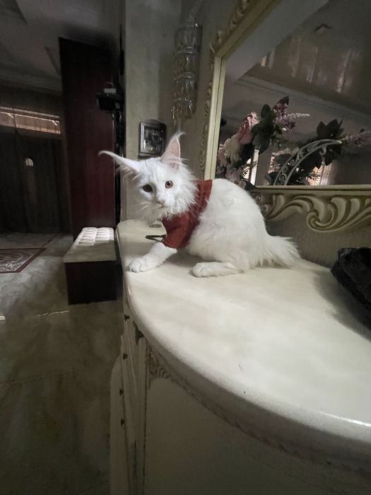 Кот Мейн Кун 6 месяцев