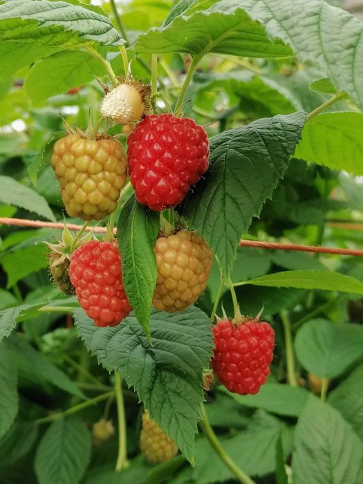 Елитен разсад малини и къпини.