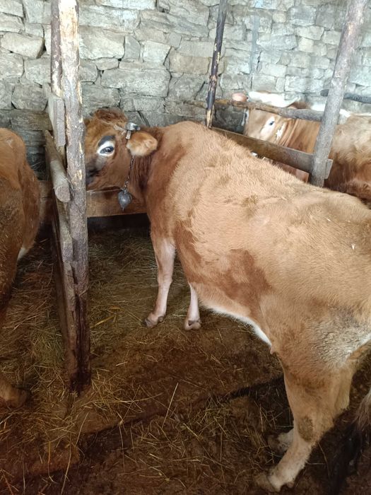 Продавам крави..