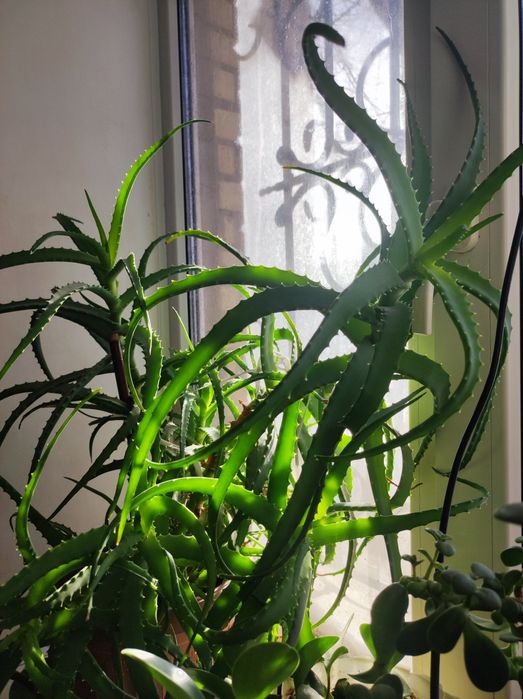 Продам отросток цветка Алоэ.