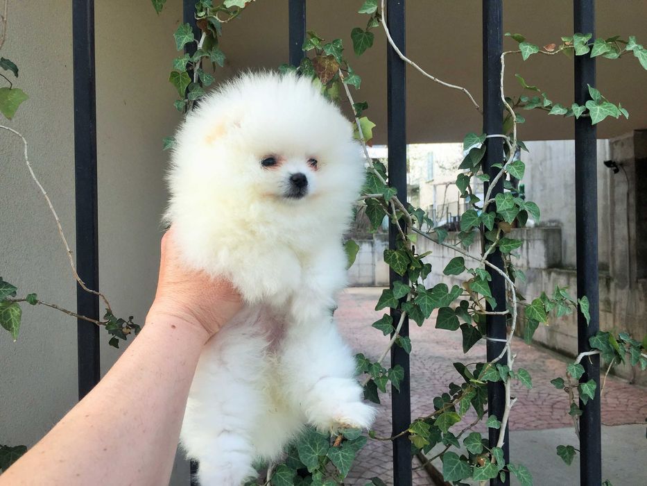 Померан мини Померанчета