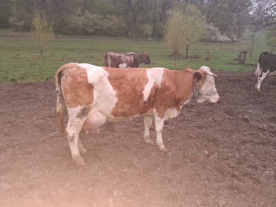 Vand vaci fatate si gestante