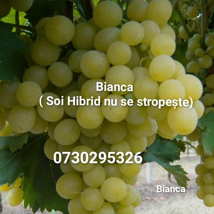 Butași viță de vie altoită si hibridă Autorizata si Certificată