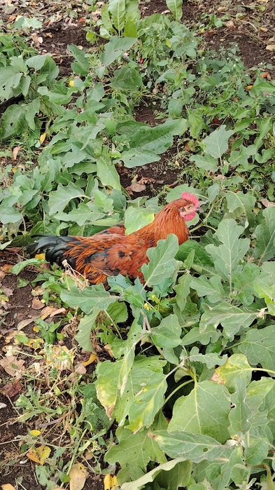 Vând cocos brahma heminat alb și Marans  negru.