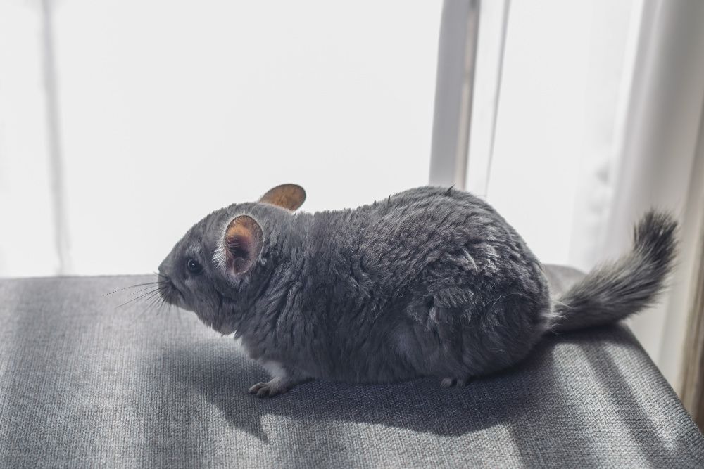 Chinchilla bej / blue diamond / standard/ mozaic / violet