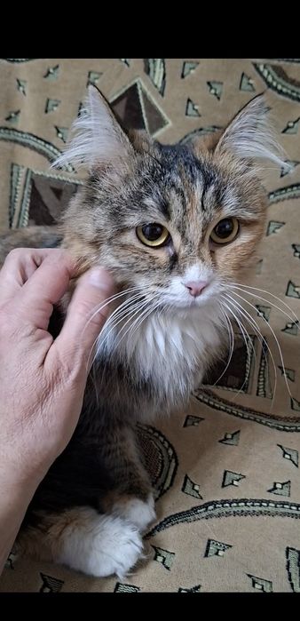 Молоденькая кошечка Марфуша в добрые руки!