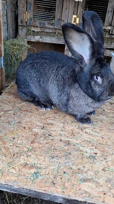 De vanzare femela urias gri fier