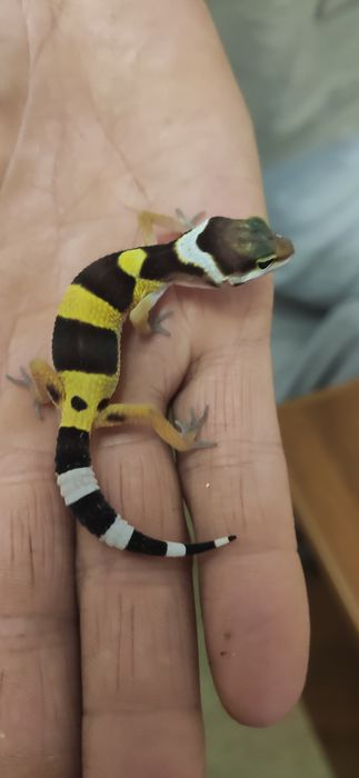 Эушки малыши разного возраста