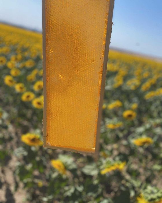 Miere polifloră si tei en gros