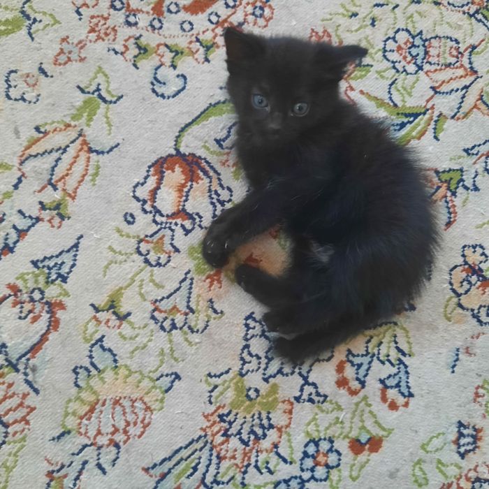 Отдам в добрые руки котят