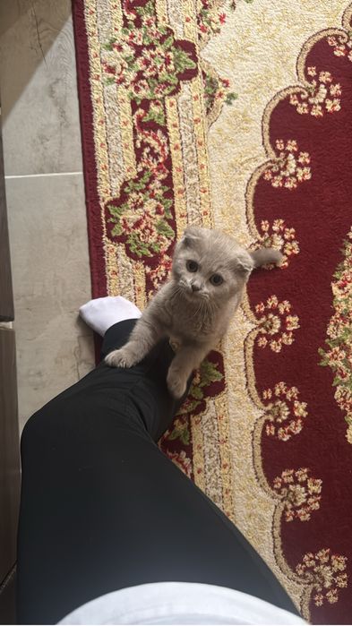 котенок ласковый умный