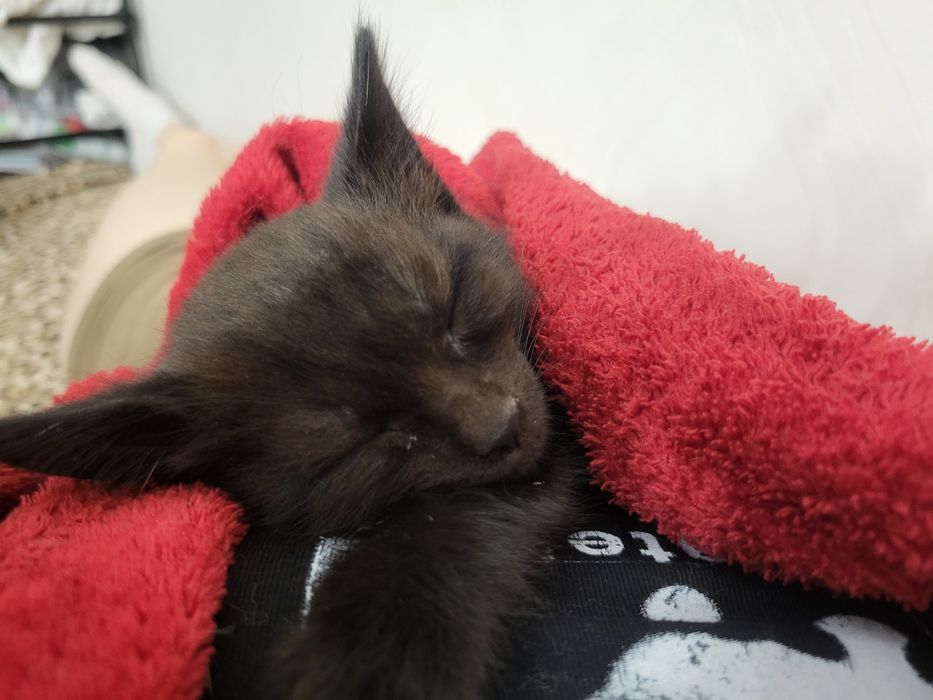 Котята ищут добрые руки