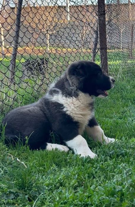 Шинек Алабай  линия чемпионов