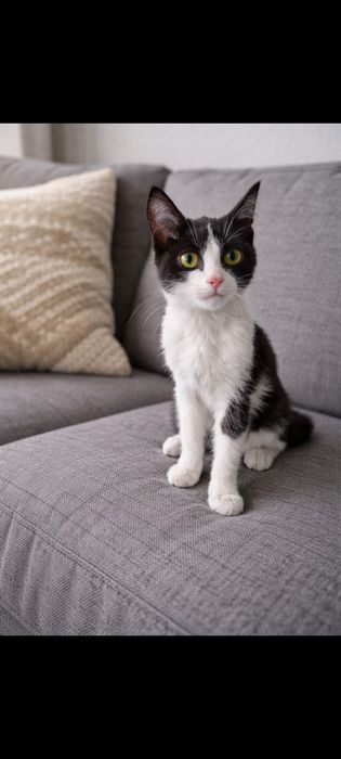 Кошечка бесплатно