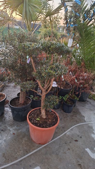 Palmieri măslini artari plante exotice