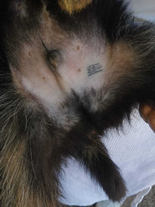 Щенки немецкой овчарки с родословной.