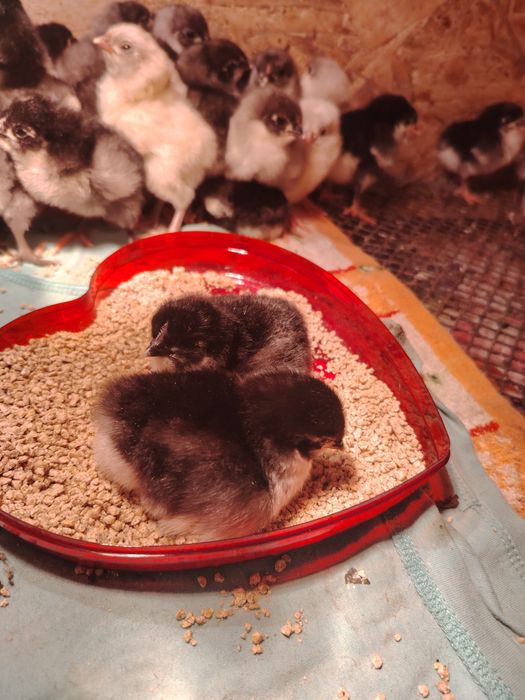 Vând pui de găina Australorp.