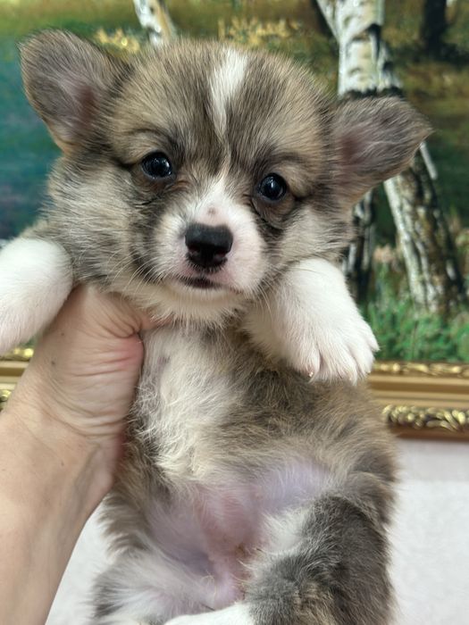 Супер малыши вельш корги