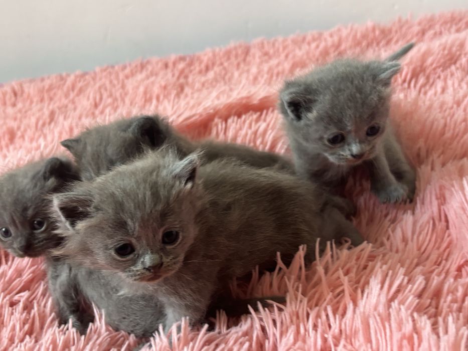 Продам котят британцев