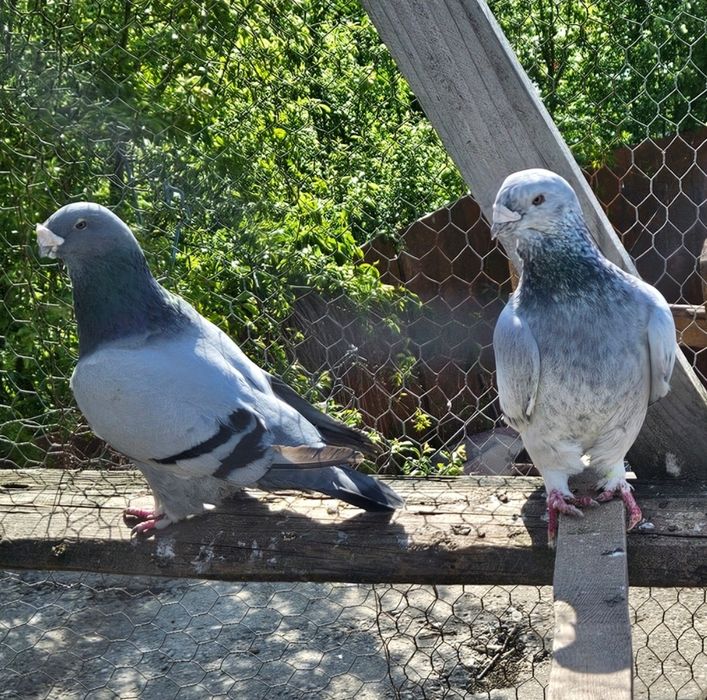 Porumbei voiajori standard