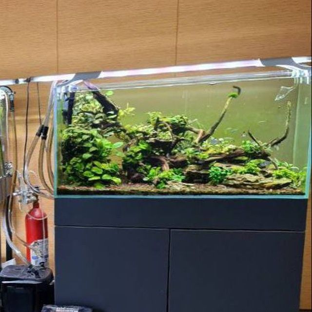 Sotiladi optimi  tayor akvarumla