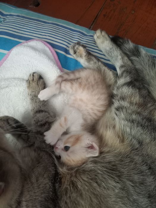 Отдам котят в добрые руки