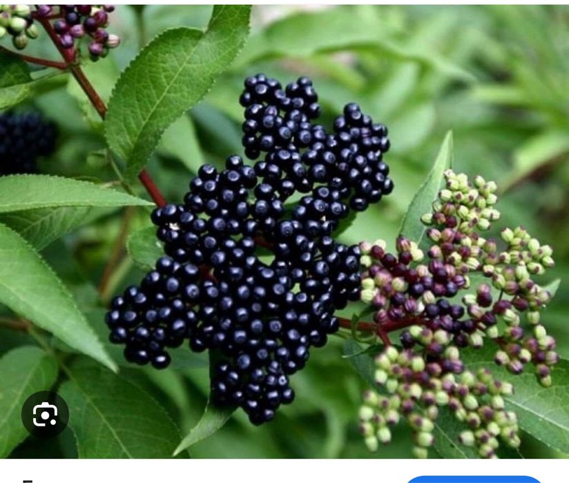 Бузина что за ягода. Бузина ядовитая ягода. Бузина что за ягода. Бузина sambucus nigra. Бузина sambucus.