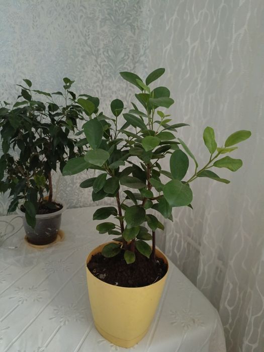 Продаются комнатные растения