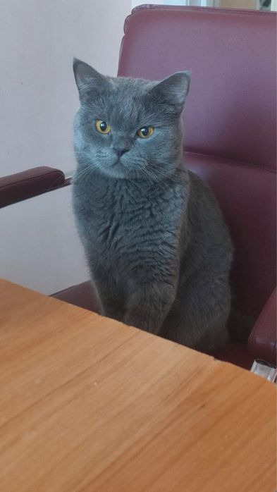 Отдам кота в хорошие руки