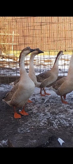 gaste chinezesti ,schimb cu oaie sau capra