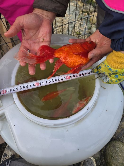 Продавам езерни златни рибки!!!