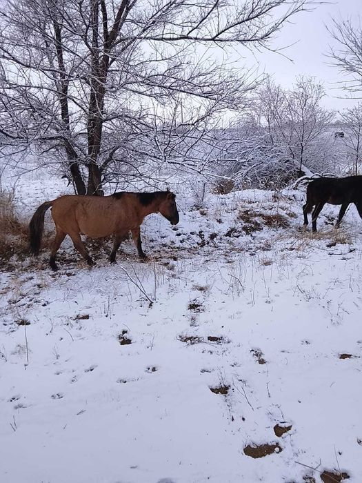 Буаз бие таймен бірге сатылады