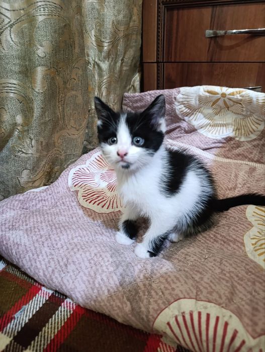 Отдаем в добрые руки котят